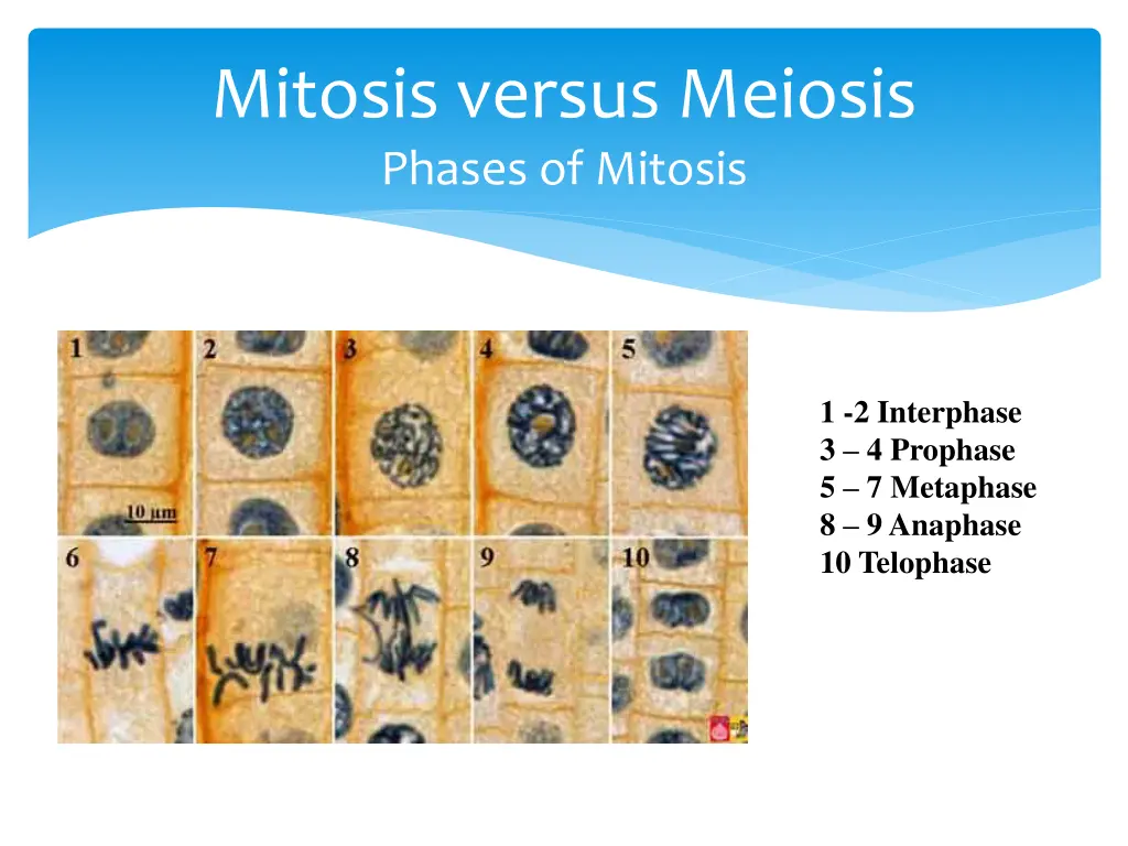 mitosis versus meiosis phases of mitosis