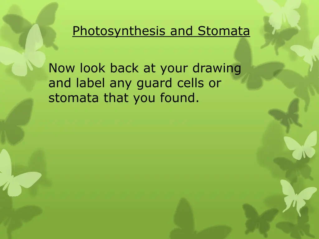 photosynthesis and stomata 2