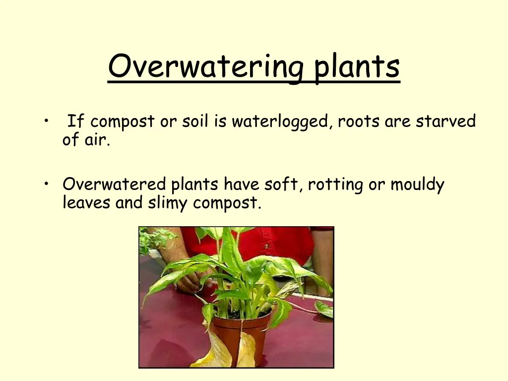 overwatering plants