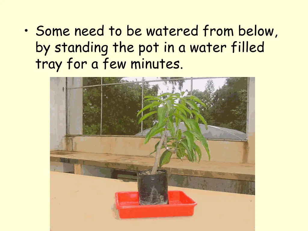 some need to be watered from below by standing