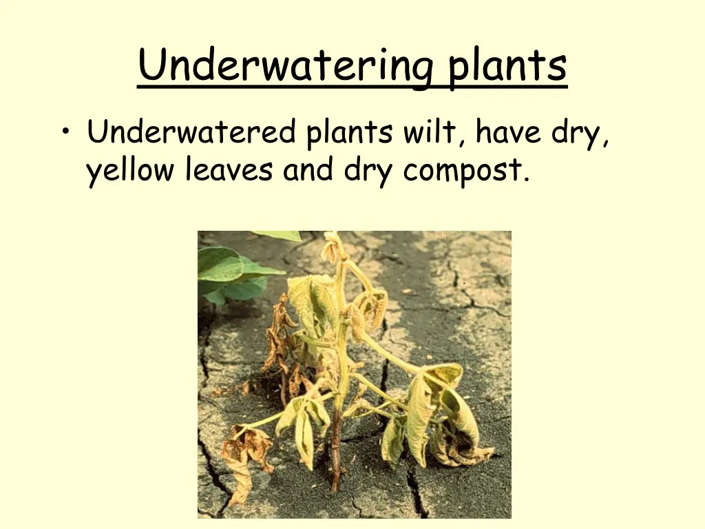 underwatering plants