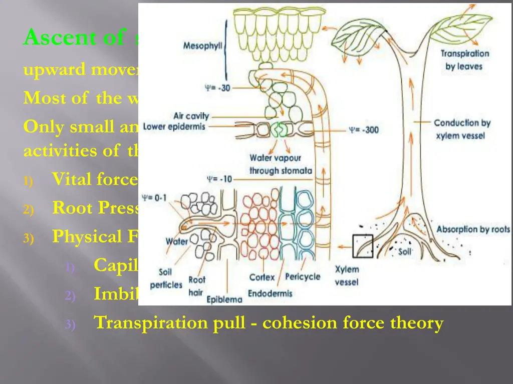 ascent of sap upward movement of water through 1