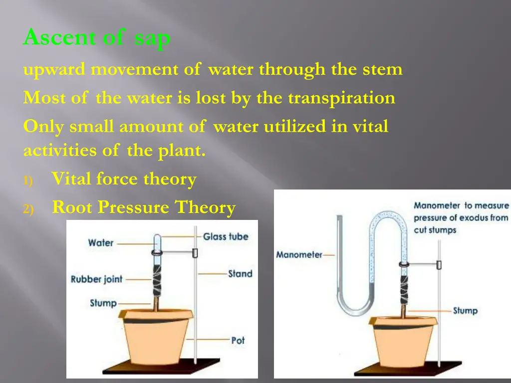 ascent of sap upward movement of water through