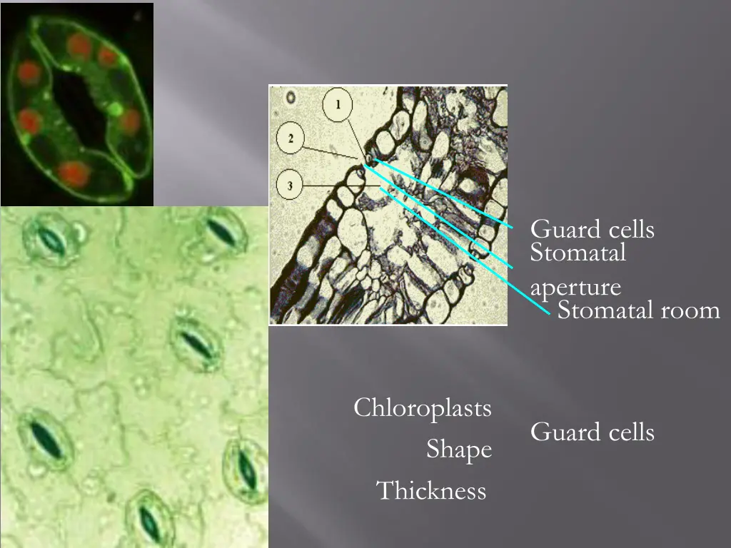 guard cells