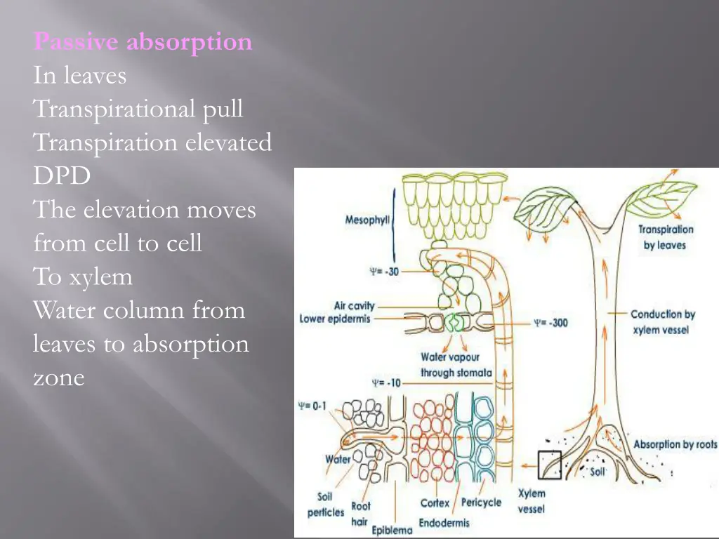 passive absorption in leaves transpirational pull