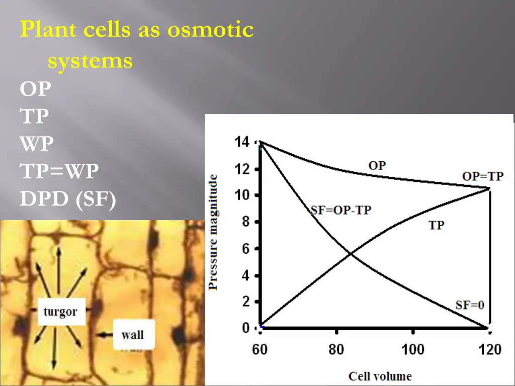 plant cells as osmotic systems