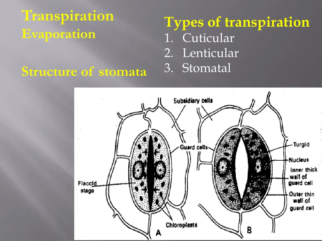 transpiration evaporation