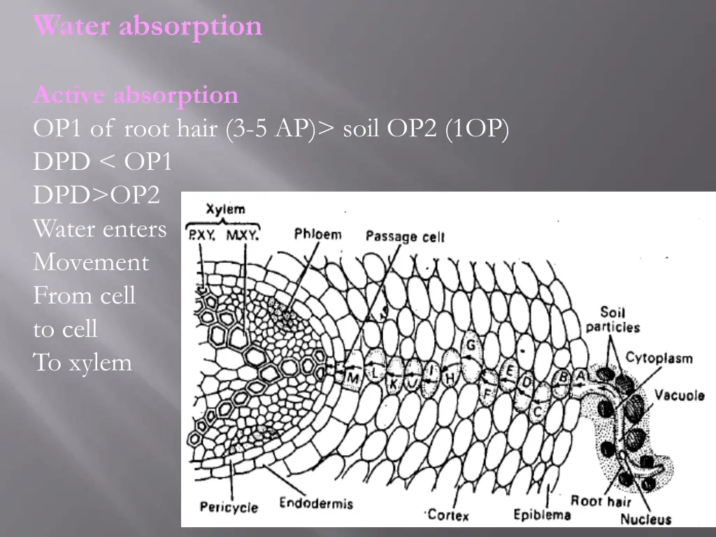 water absorption