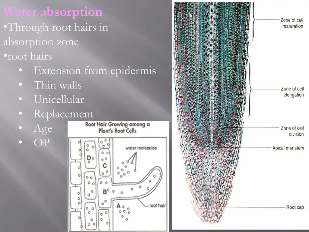 water absorption through root hairs in absorption