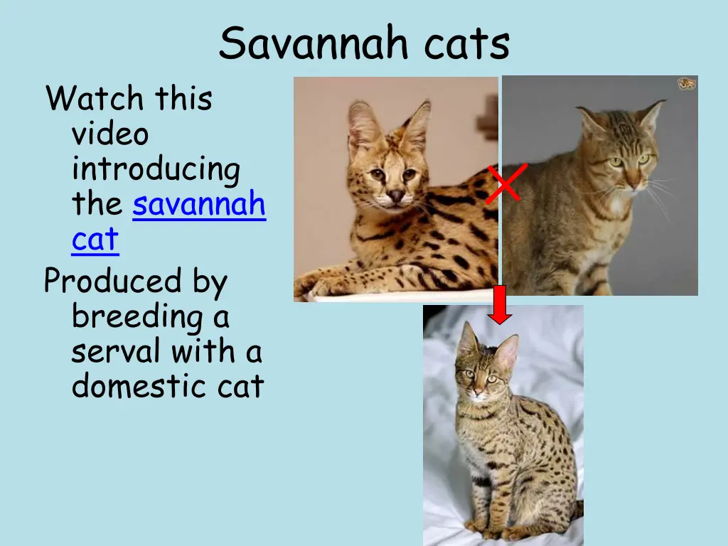 savannah cats