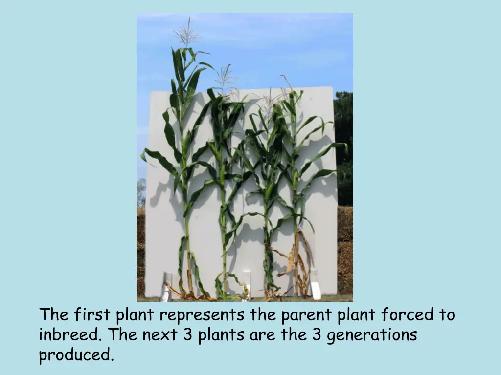 the first plant represents the parent plant