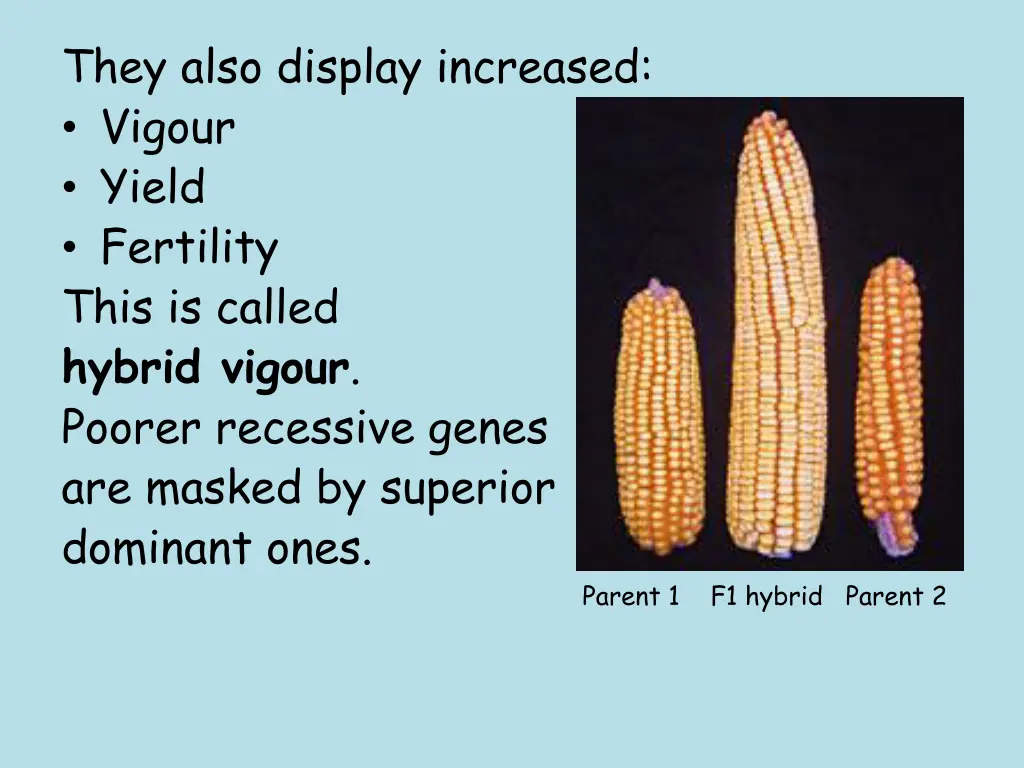 they also display increased vigour yield