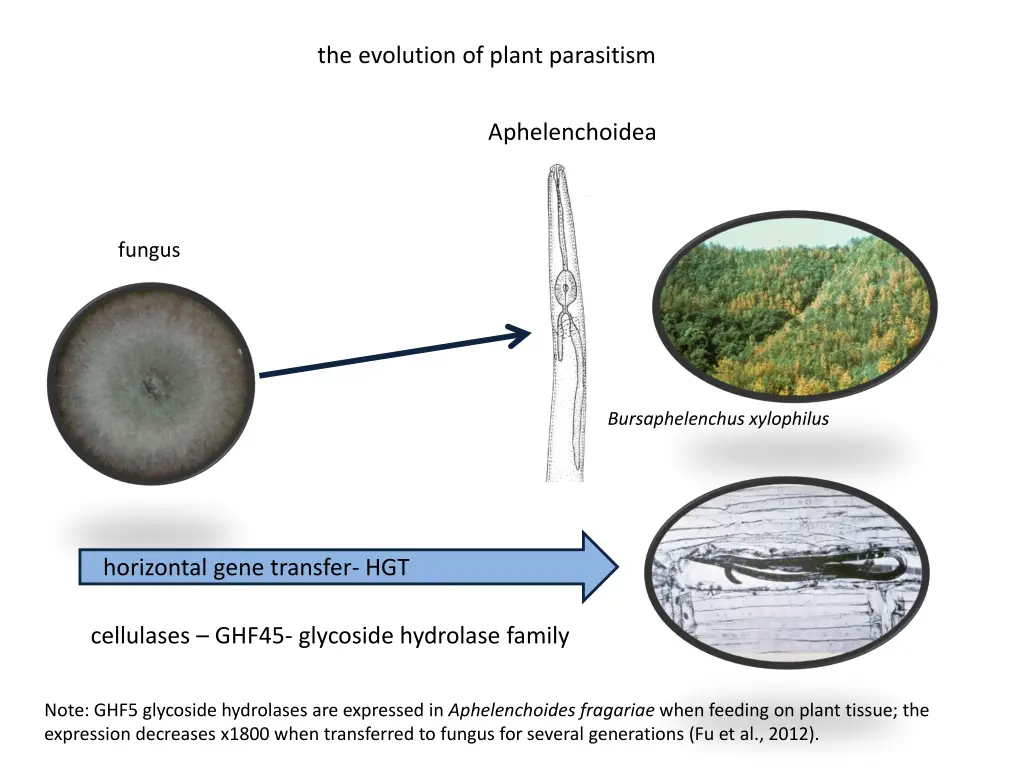 the evolution of plant parasitism 1