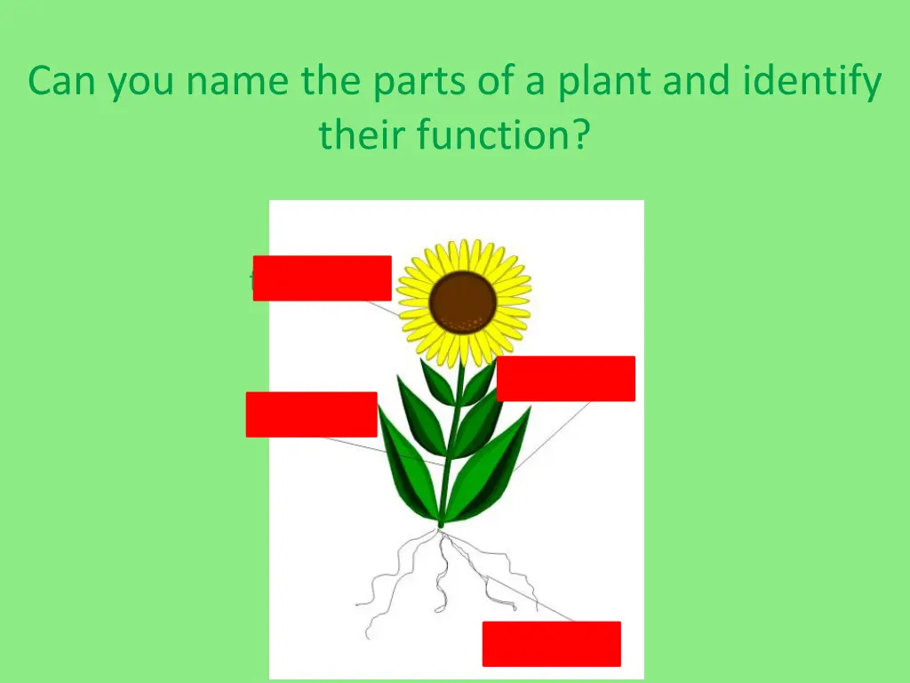 can you name the parts of a plant and identify