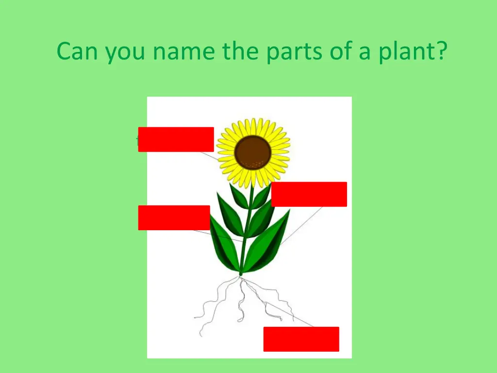 can you name the parts of a plant