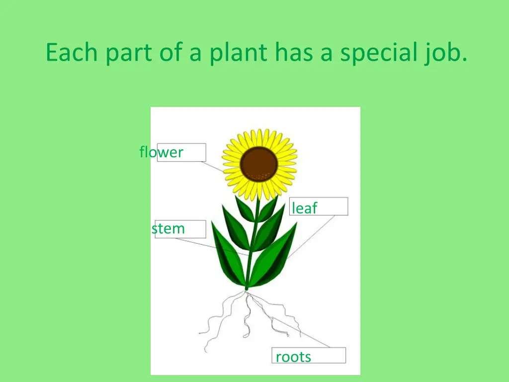 each part of a plant has a special job