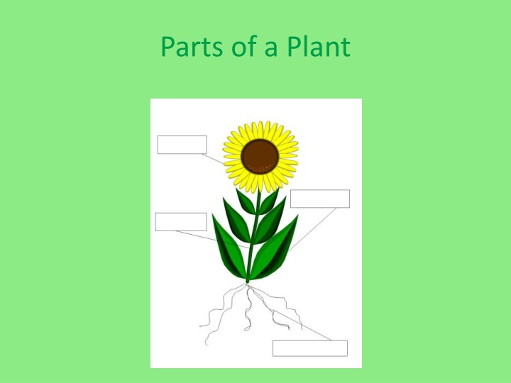 parts of a plant