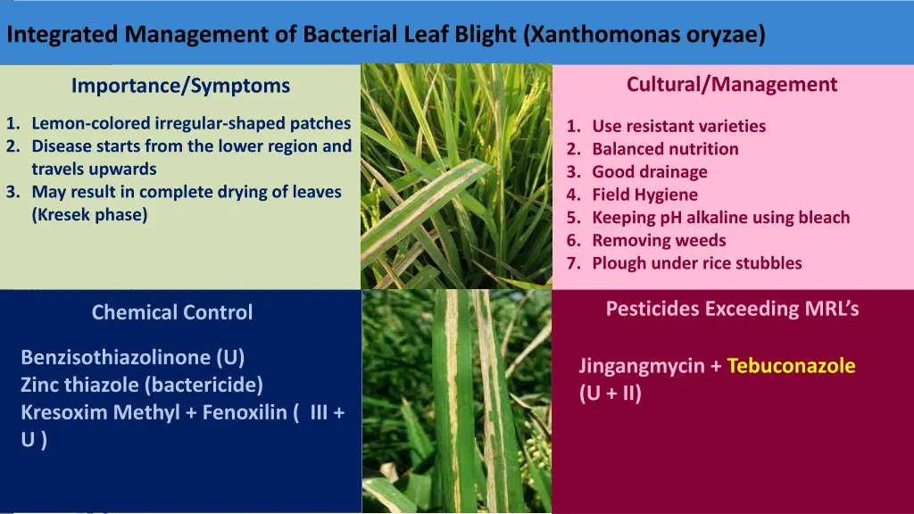 integrated management of bacterial leaf blight