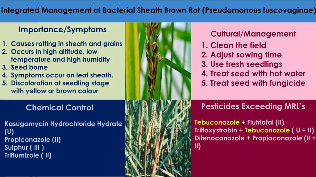 integrated management of bacterial sheath brown