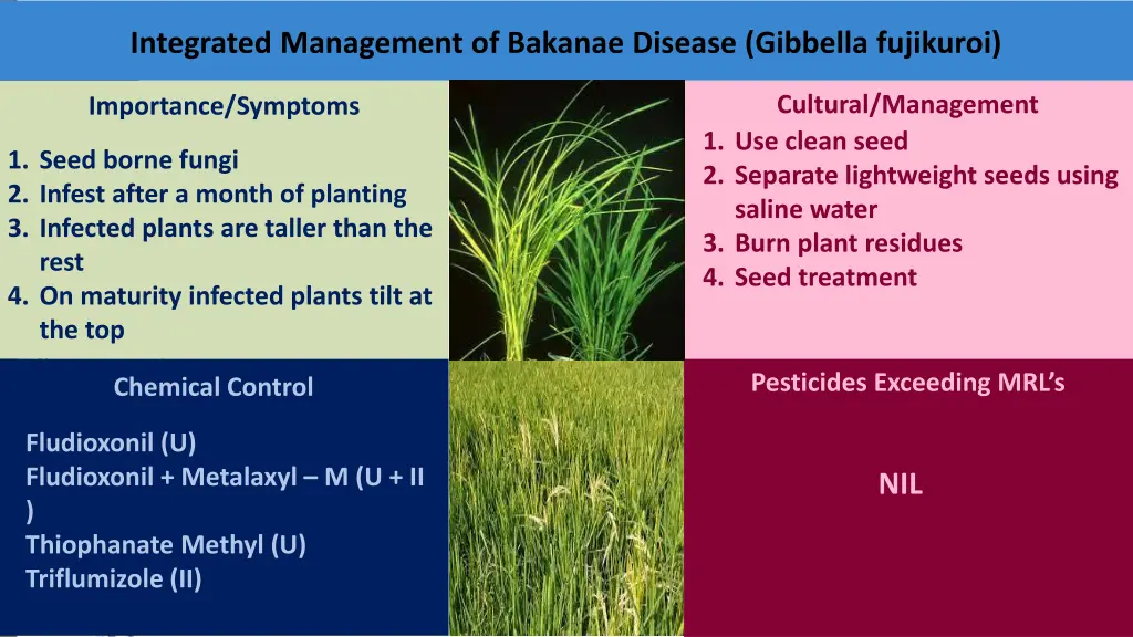 integrated management of bakanae disease gibbella