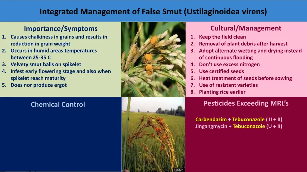 integrated management of false smut