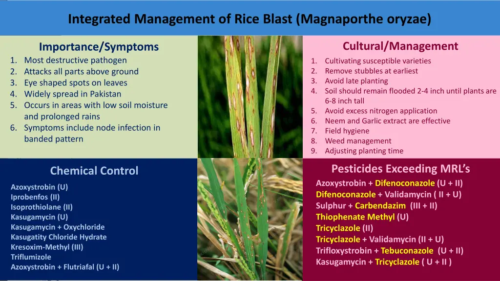 integrated management of rice blast magnaporthe