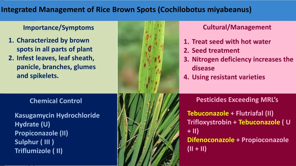 integrated management of rice brown spots