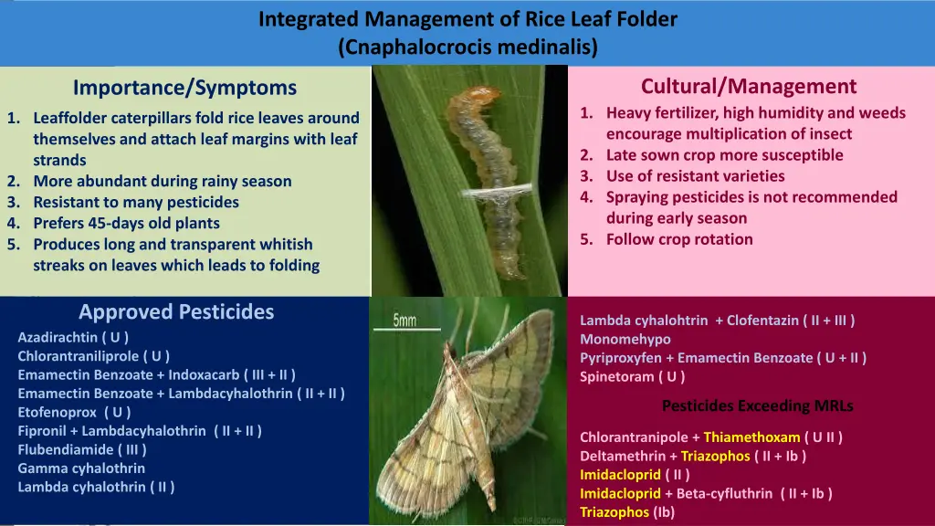 integrated management of rice leaf folder
