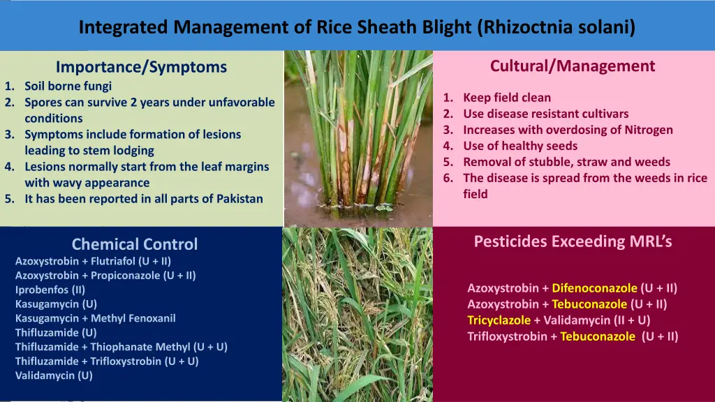 integrated management of rice sheath blight