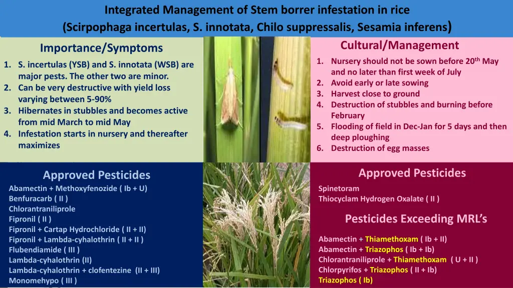integrated management of stem borrer infestation