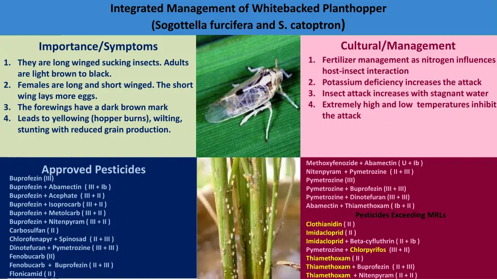integrated management of whitebacked planthopper