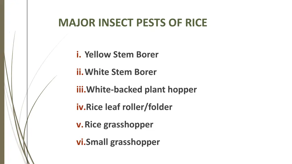 major insect pests of rice