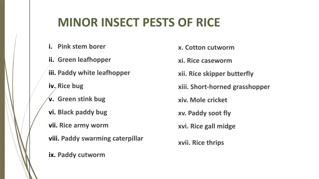 minor insect pests of rice
