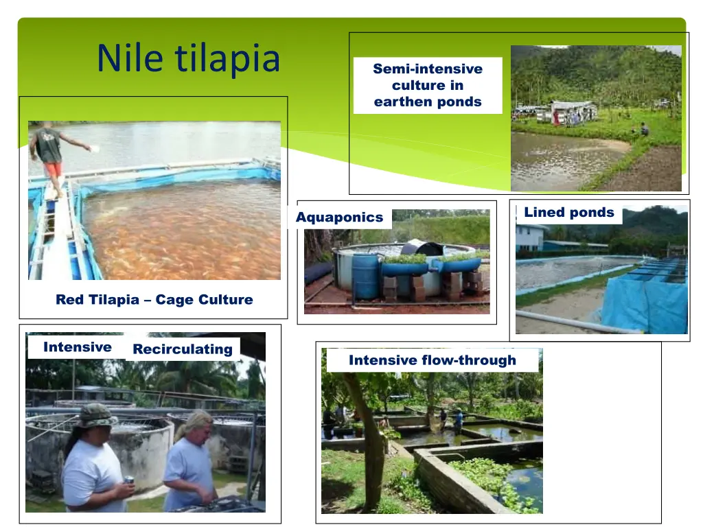 nile tilapia