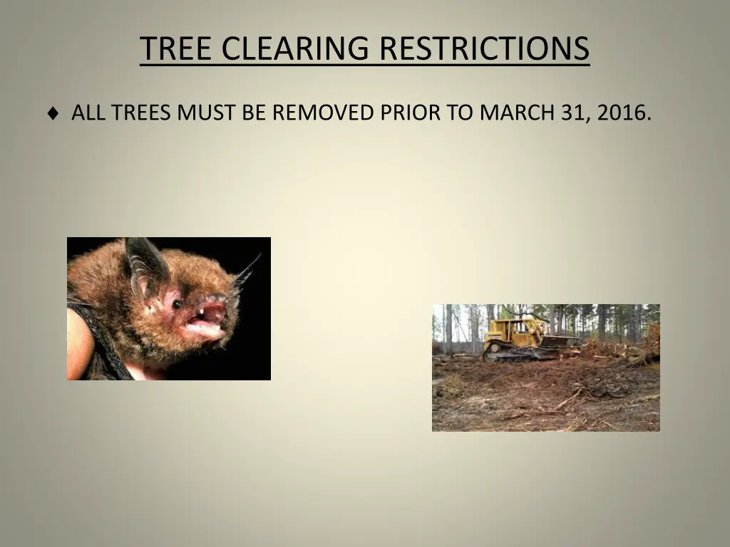 tree clearing restrictions