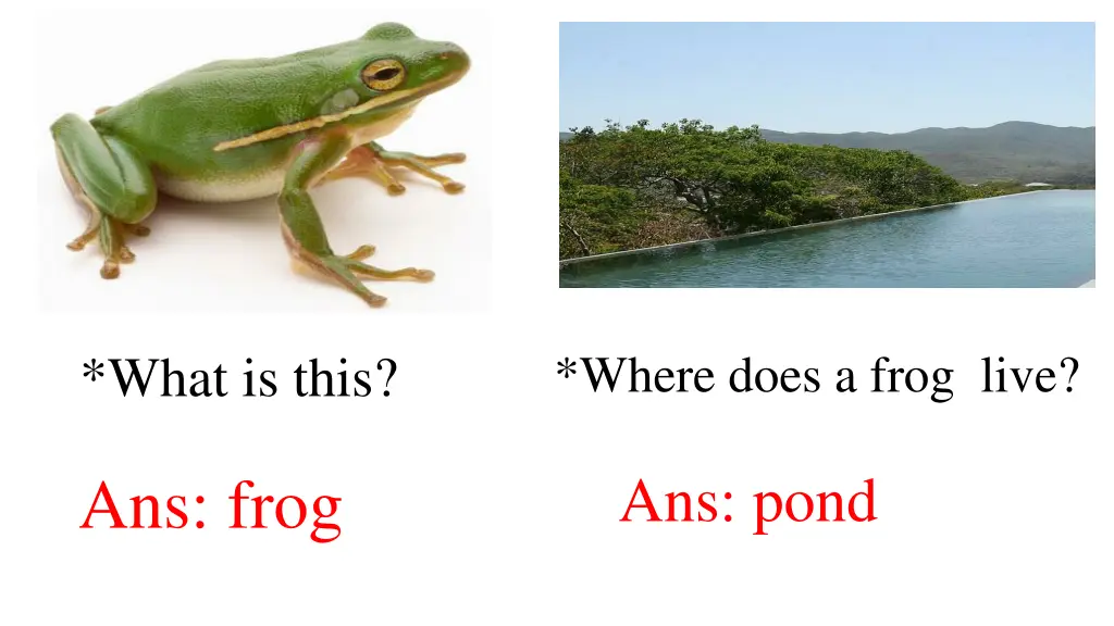 where does a frog live