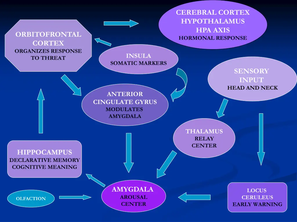 cerebral cortex hypothalamus hpa axis hormonal