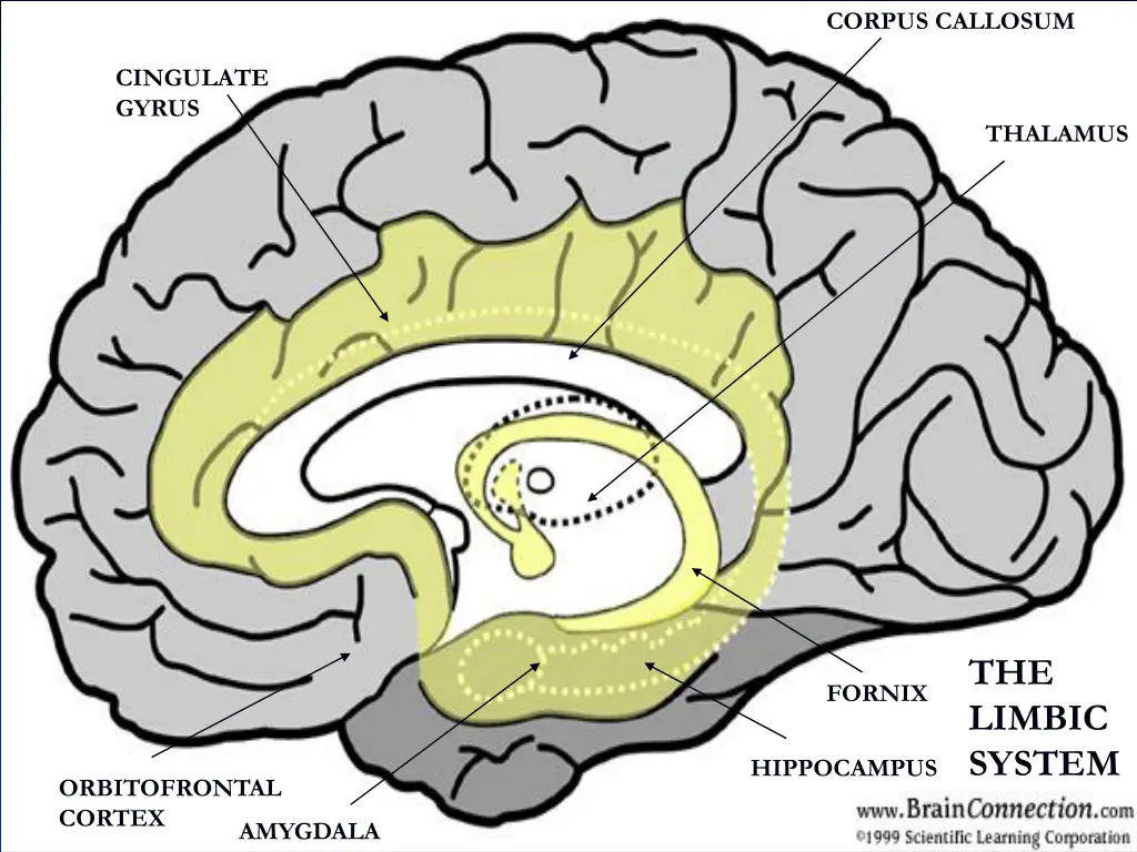 corpus callosum