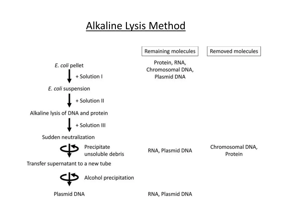 alkaline lysis method