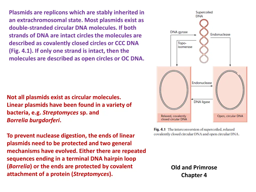 plasmids are replicons which are stably inherited