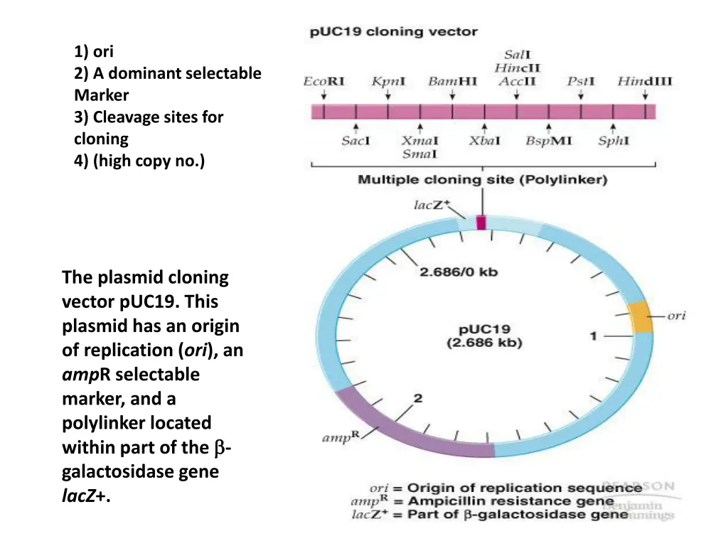 1 ori 2 a dominant selectable marker 3 cleavage