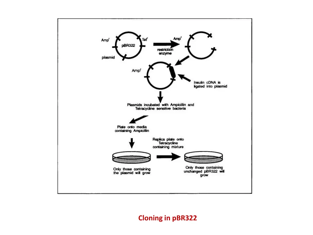 cloning in pbr322