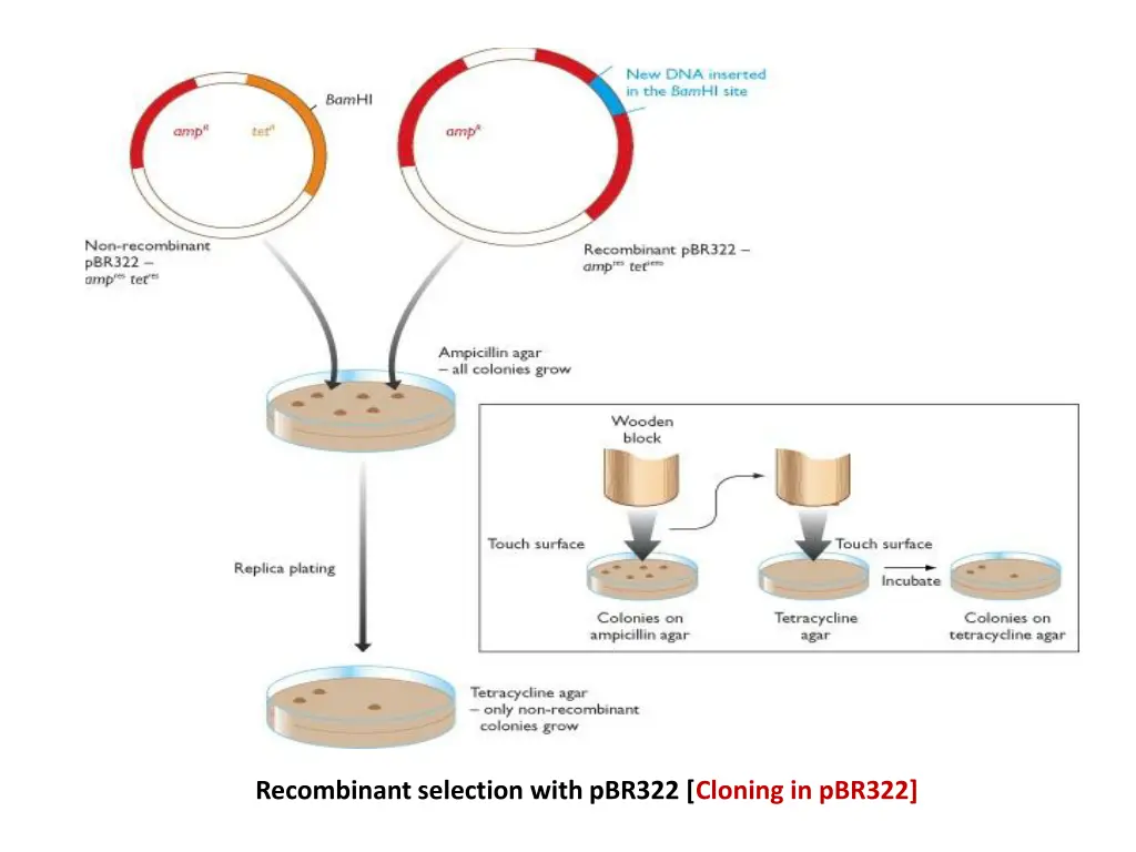 recombinant selection with pbr322 cloning