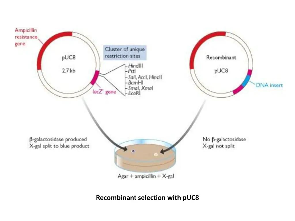 recombinant selection with puc8