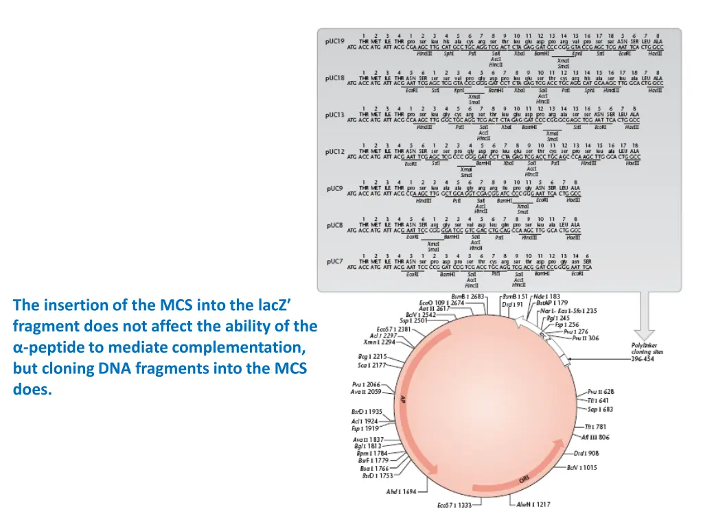 the insertion of the mcs into the lacz fragment