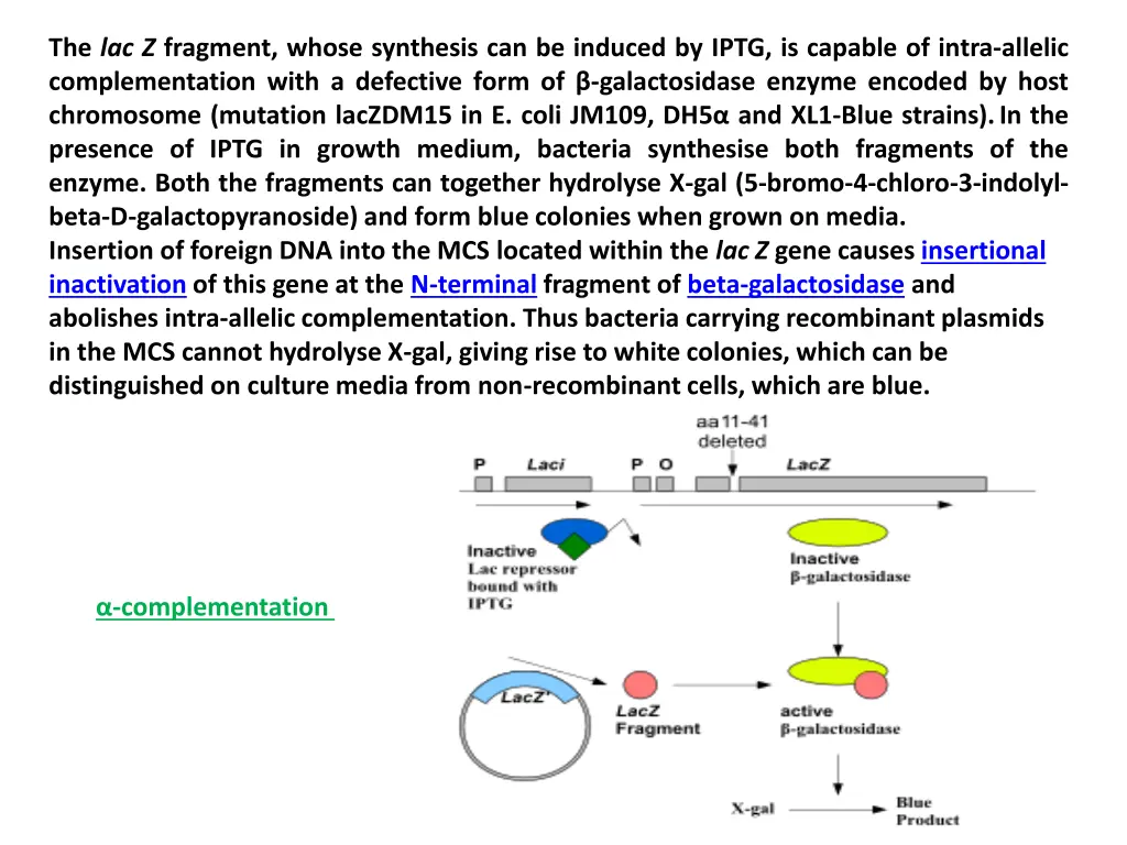 the lac z fragment whose synthesis can be induced