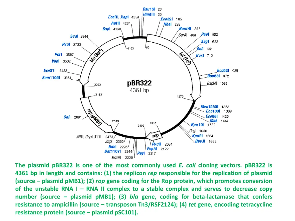 the plasmid pbr322 is one of the most commonly