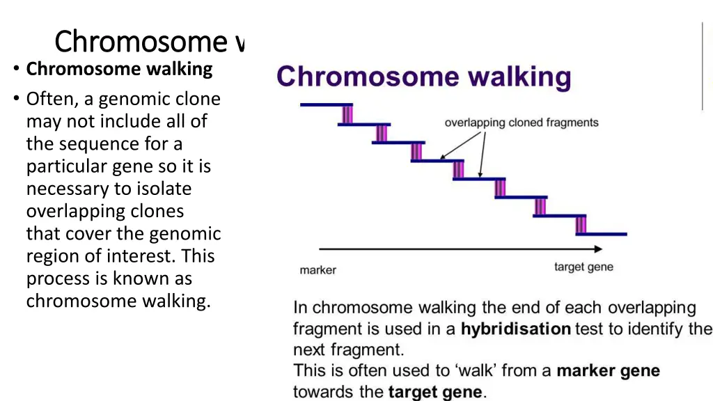 chromosome walking chromosome walking chromosome