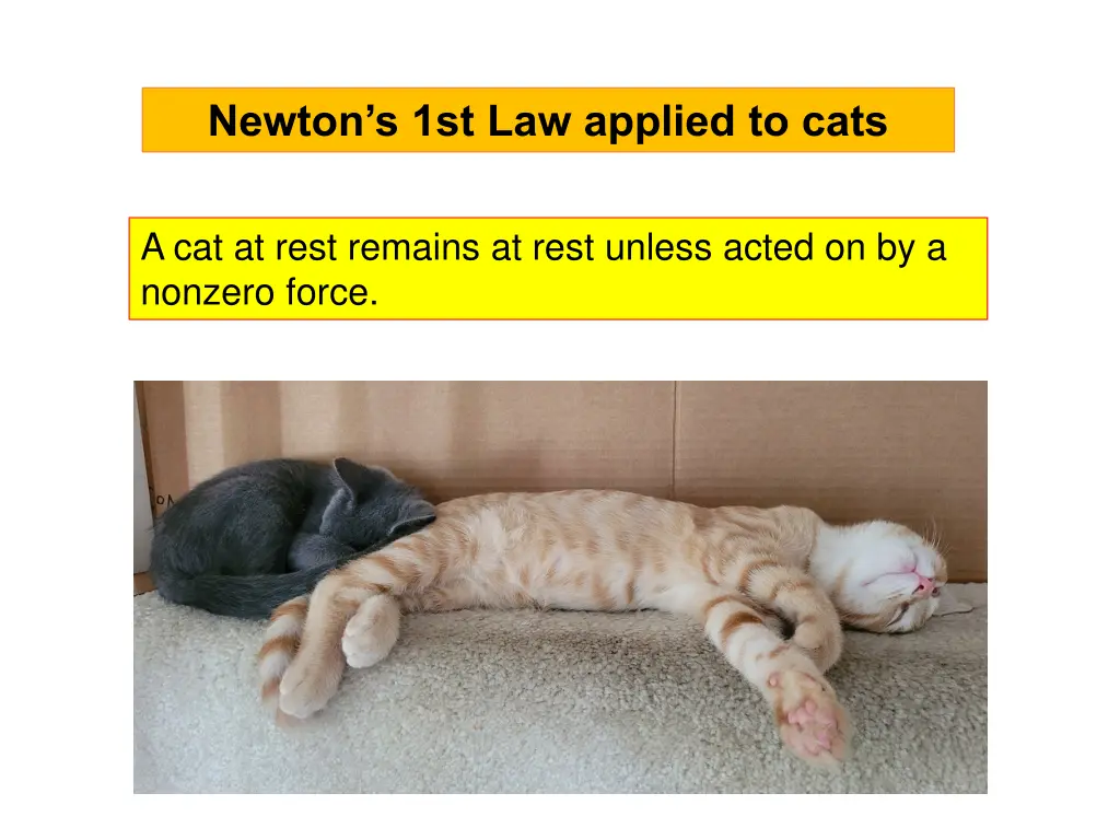 newton s 1st law applied to cats