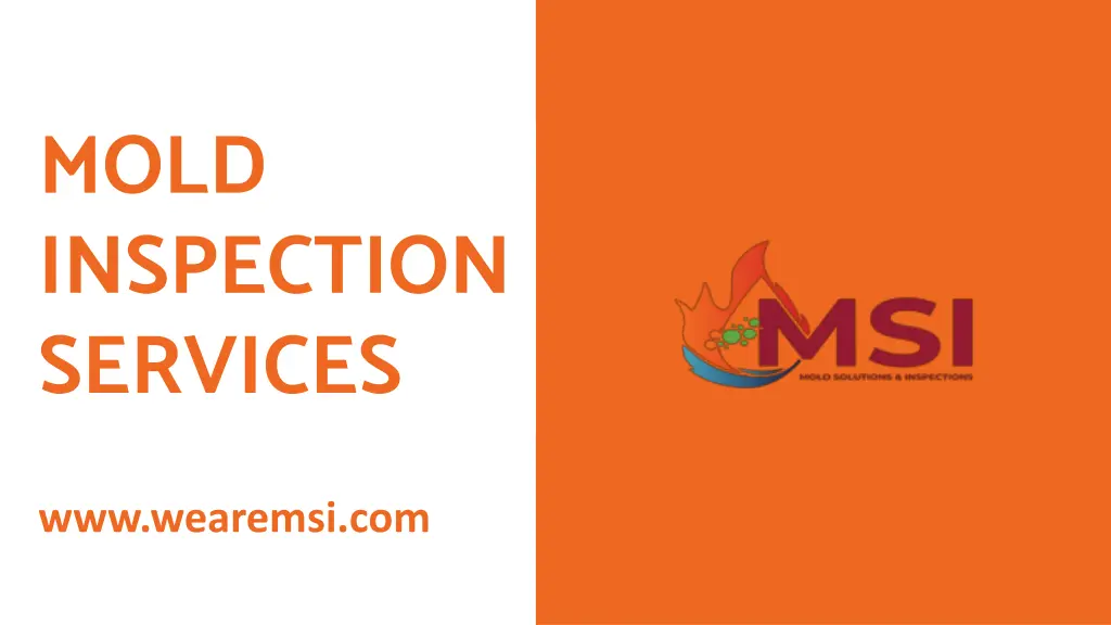 mold inspection services 1